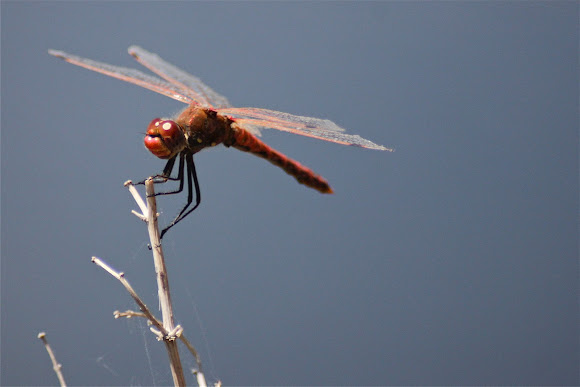 Spotting Image 1