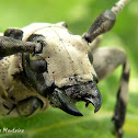 Longhorn beetle