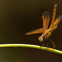 Ditch jewel