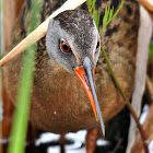 Virginia Rail