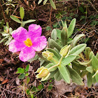 Rock Rose