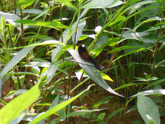 Spotting Image 1