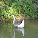 Chinese goose