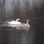 Mute Swan