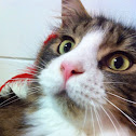Gato (Cat) Maine Coon