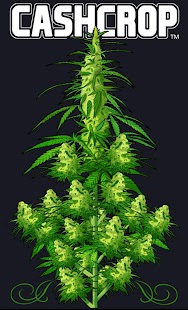 How to download Weed Money: Make It Rain 1.0.2 mod apk for bluestacks