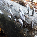 Fungus