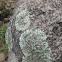 Waxpaper lichen