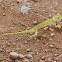 Chameleon