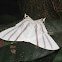Saturniid Moth