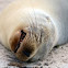 Snoring sea lion