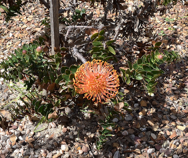 Red pincushion protea Project Noah