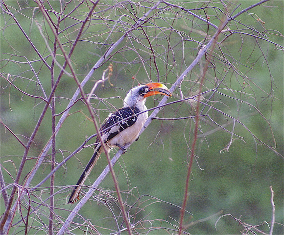 Spotting Image 1
