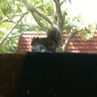 Eastern grey squirrel