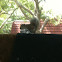 Eastern grey squirrel