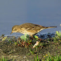 American Pipit