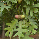 White oak