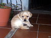 Lbradores Hermosos