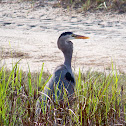 Great Blue Heron