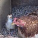 Chicken and a baby turkey