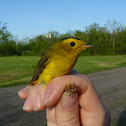 Wilson's Warbler