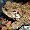 Common toad