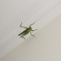Katydid