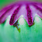 Poppy head