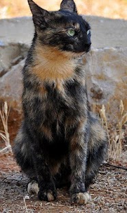 How to mod Tortoiseshell Cats Wallpapers 1.0 apk for bluestacks
