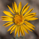 unknown yellow flower