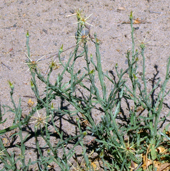 Yellow Star Thistle Project Noah