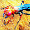 Tarantula Hawk