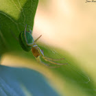 Cucumber Green Spider
