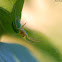 Cucumber Green Spider
