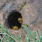 Yellow-jacket