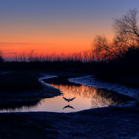 Jesolo - Lagoon - Morass by Fabrizio Vendramin - Nature Up Close Trees & Bushes ( bird, jesolo, lagoon, sunset, twilight, veneto, morass, italy, river )