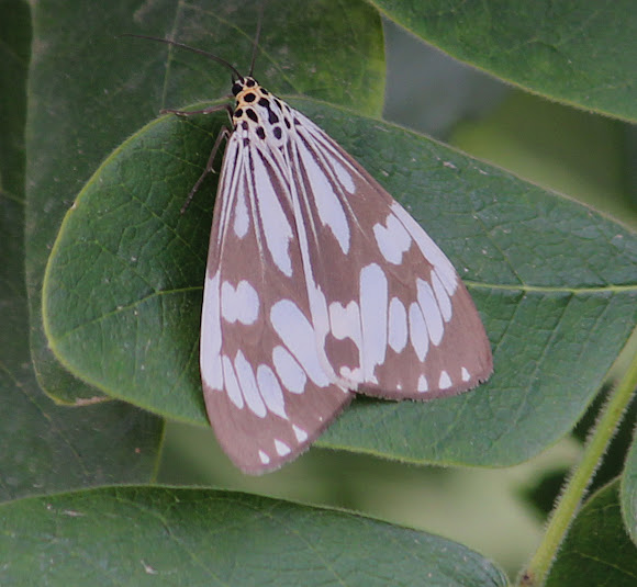 Spotting Image 1