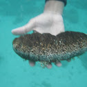 Sea cucumber