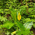 Pacific North West Plant Medicine