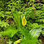 Skunk Cabbage or Swamp Lantern