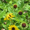 Beach Sunflower