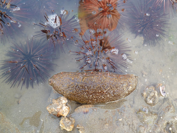 Florida Sea Cucumber | Project Noah