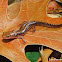 Long-tailed Salamander