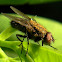 fly