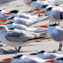 Royal Tern