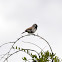Black-throated Sparrow