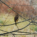 Daurian Redstart(female)