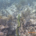 Green Moray Eel