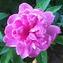 Peony