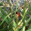 Ladybug